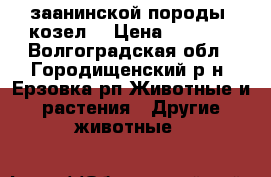  заанинской породы  козел  › Цена ­ 5 000 - Волгоградская обл., Городищенский р-н, Ерзовка рп Животные и растения » Другие животные   